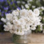 Cornflower / Bachelor Button Seeds - Tall White