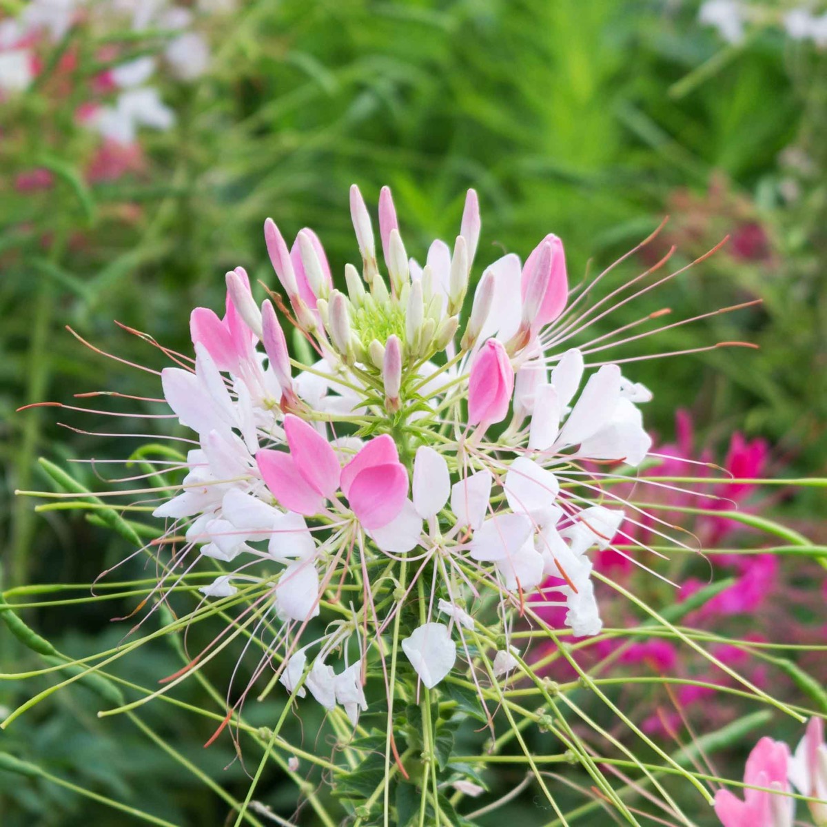 0-100 Cleome Seeds - Sparkler Blush - Image 1