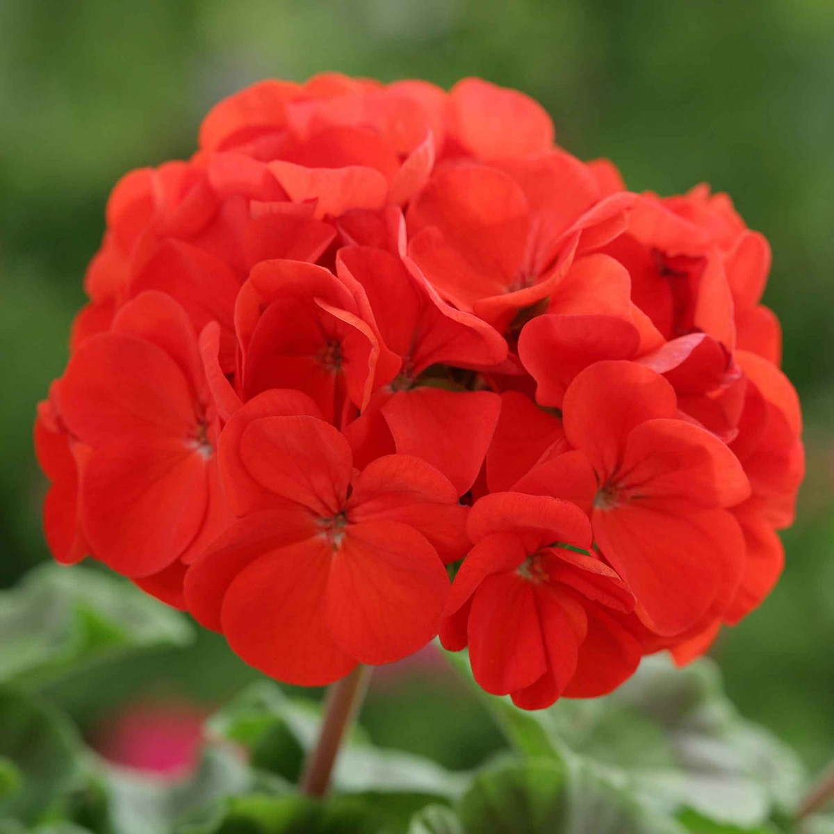 0-106 Geranium Seeds - Horizon Scarlet - Image 1