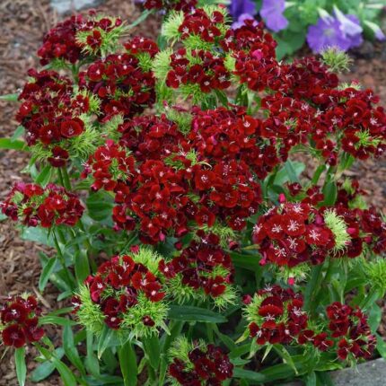 Sweet William Seeds - Dunetti