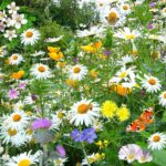 Daisy Seeds (Shasta) - Silver Princess