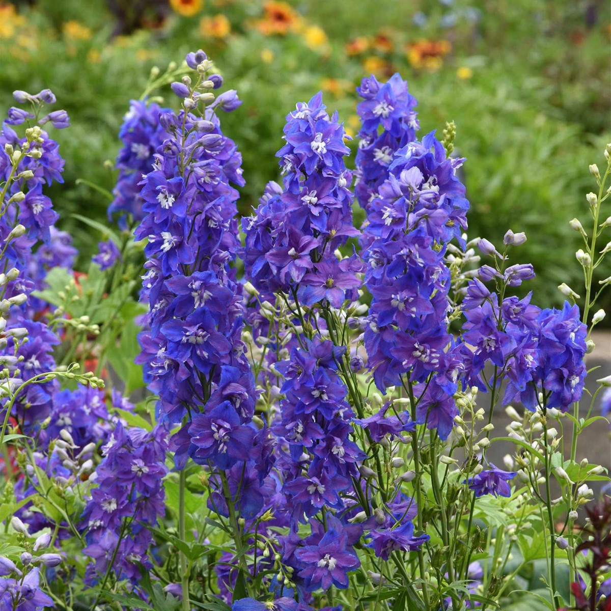0-12 Delphinium Seeds - Dasante Blue - Image 1
