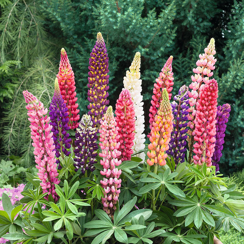 0-13 Russell Lupine Seeds - Image 1