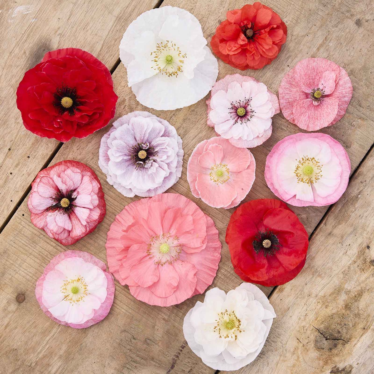 0-14 Shirley Poppy Seeds - Falling in Love - Image 1