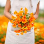 California Poppy Seeds - Orange