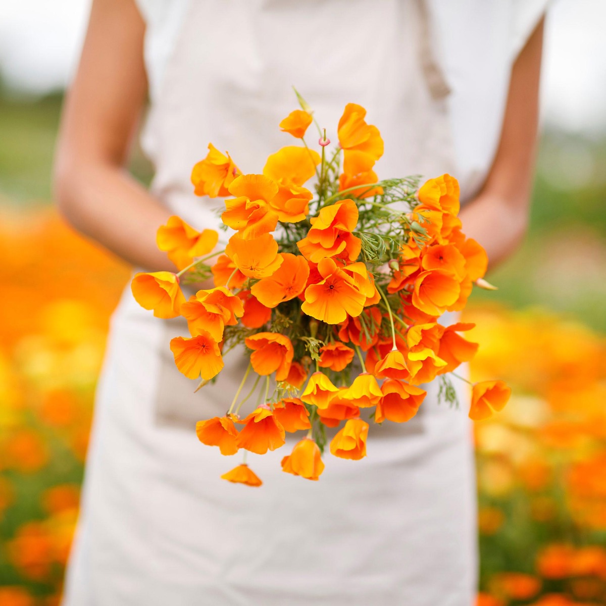 0-15 California Poppy Seeds - Orange - Image 1