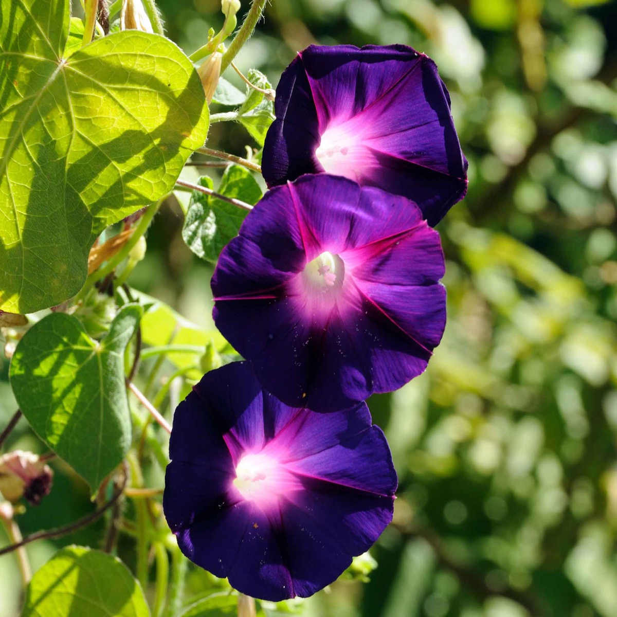 0-16 Morning Glory Seeds - Knowlians Black - Image 1