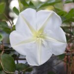 Moonflower Seeds