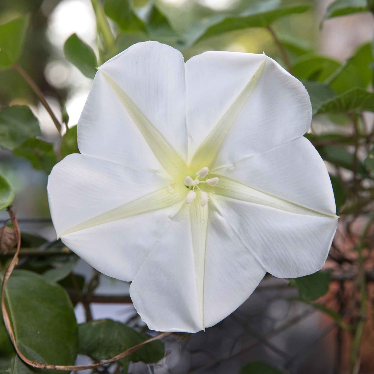 0-17 Moonflower Seeds - Image 1