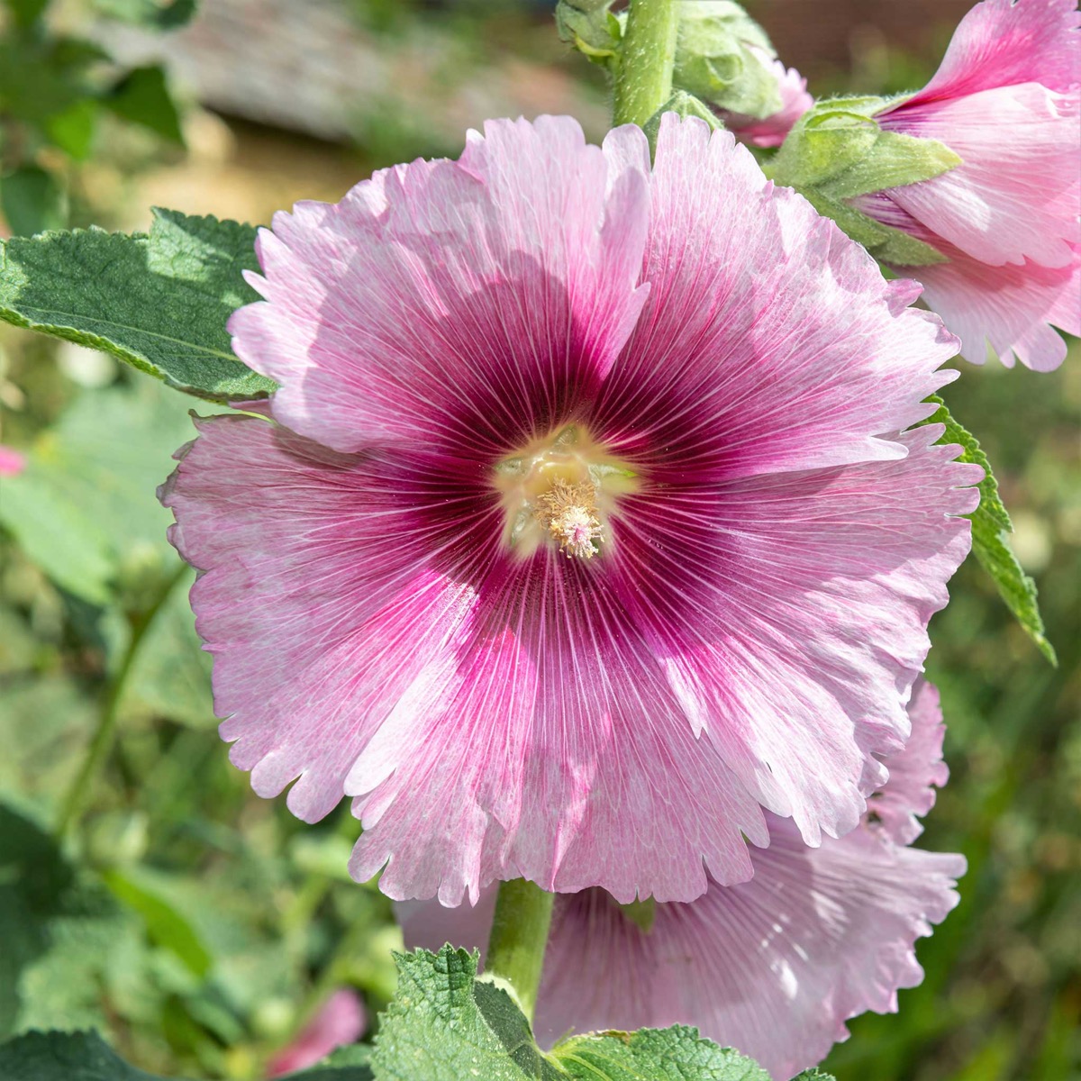 0-18 Hollyhock Seeds - Henry VIII - Pink - Image 1