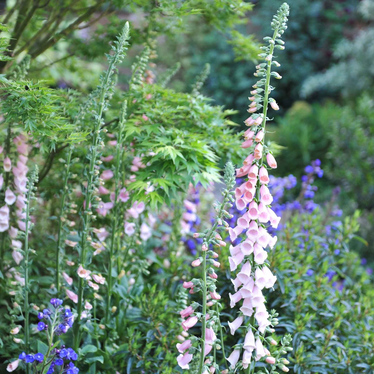 0-19 Foxglove Seeds - Apricot Beauty - Image 1