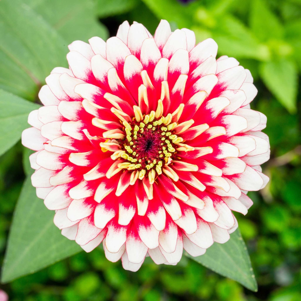 0-2 Zinnia Seeds - Swizzle Cherry & Ivory - Image 1