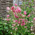 Columbine Seeds - Nora Barlow