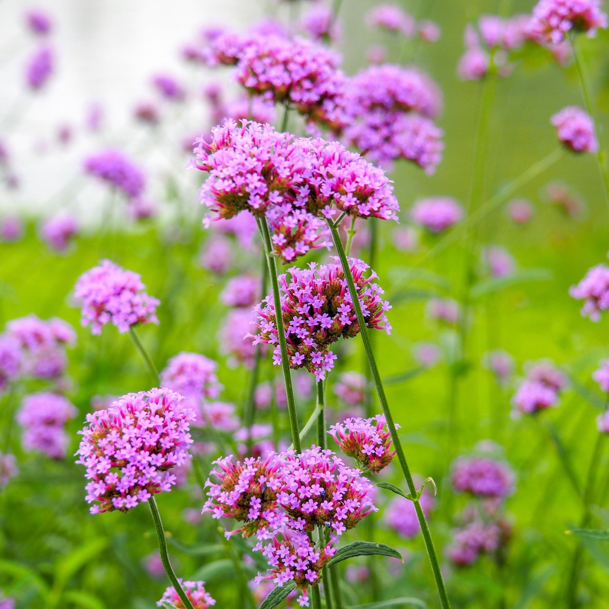 0-21 Verbena Seeds - Purpletop - Image 1