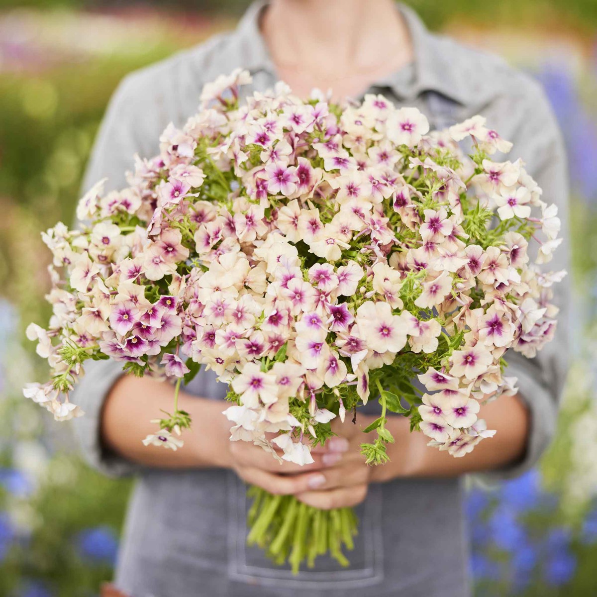 0-22 Annual Phlox Seeds - Cherry Caramel - Image 1