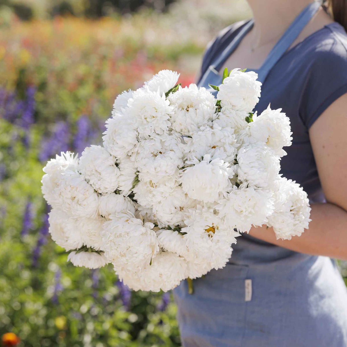 0-23 Aster Seeds (Peony Duchess) - White - Image 1