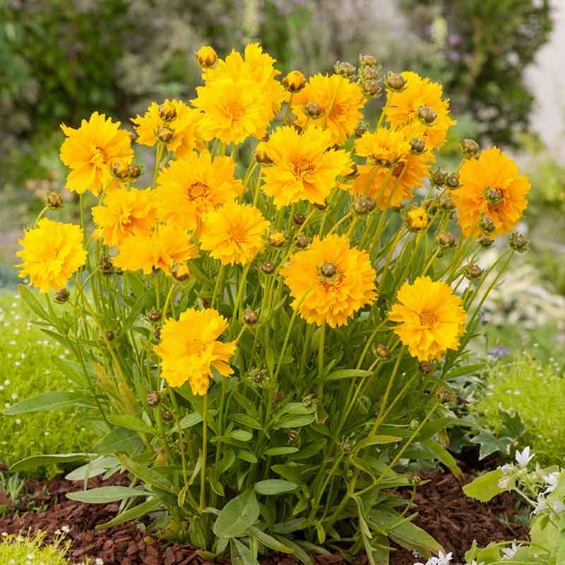 0-24 Lance-Leaf Coreopsis Seeds - Sunburst - Image 1