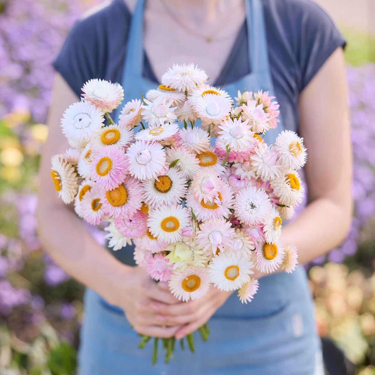 0-27 Strawflower Seeds - Silvery Rose - Image 1