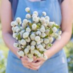 Gomphrena Seeds - White
