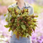 Amaranthus Seeds - Hot Biscuits