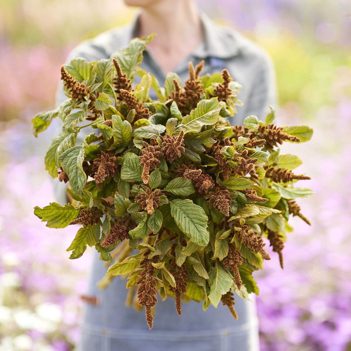 0-30 Amaranthus Seeds - Hot Biscuits - Image 1