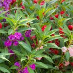 Balsam Seeds - Impatiens