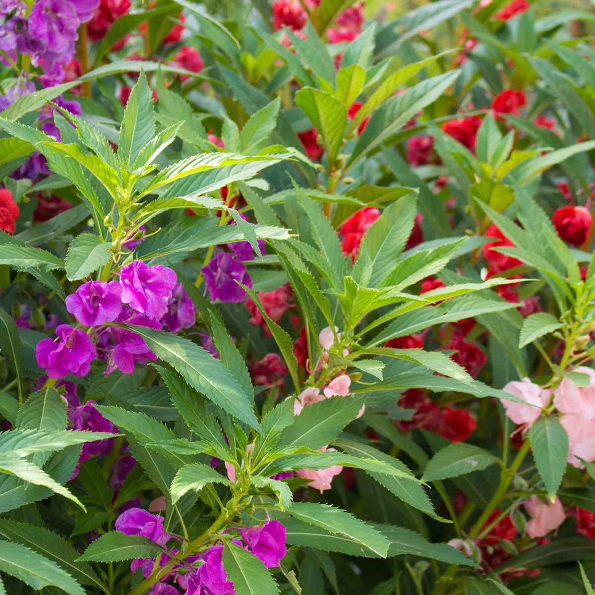 0-31 Balsam Seeds - Impatiens - Image 1