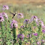 Rocky Mountain Beeplant (Wild Cleome)