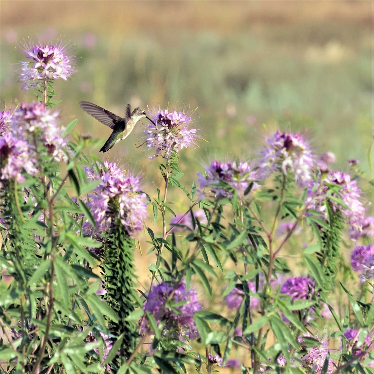 0-32 Rocky Mountain Beeplant (Wild Cleome) - Image 1