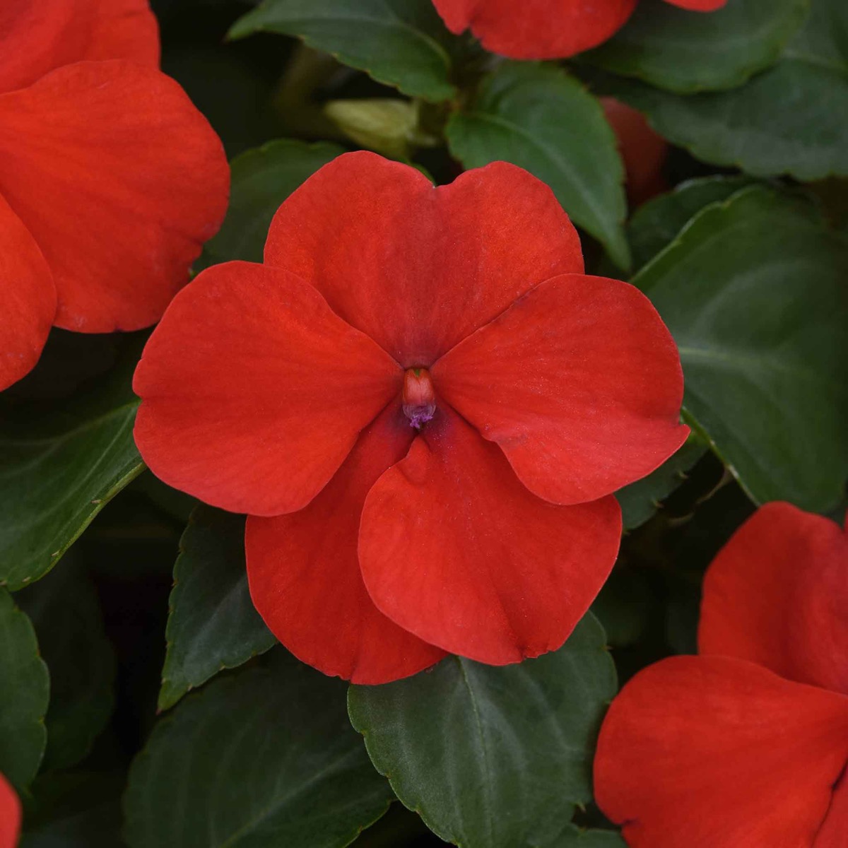 0-33 Impatiens Seeds - Beacon Bright Red - Image 1