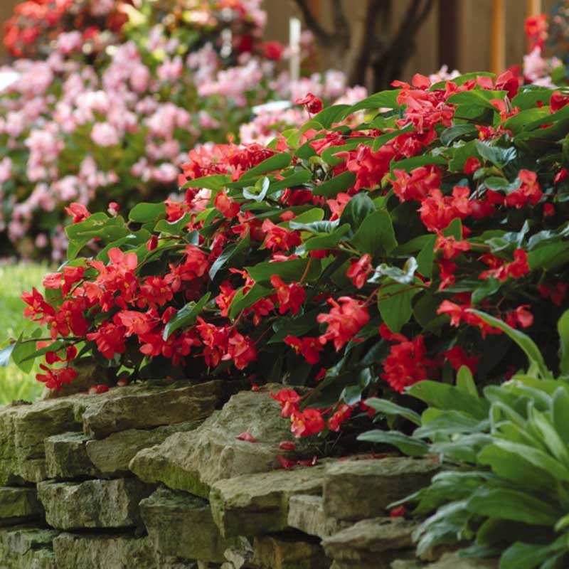 0-34 Begonia Seeds - Dragon Wing Red - Image 1