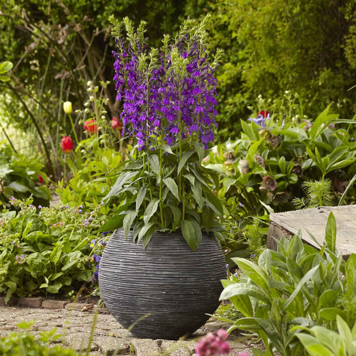 0-37 Lobelia Seeds - Starship Blue - Image 1