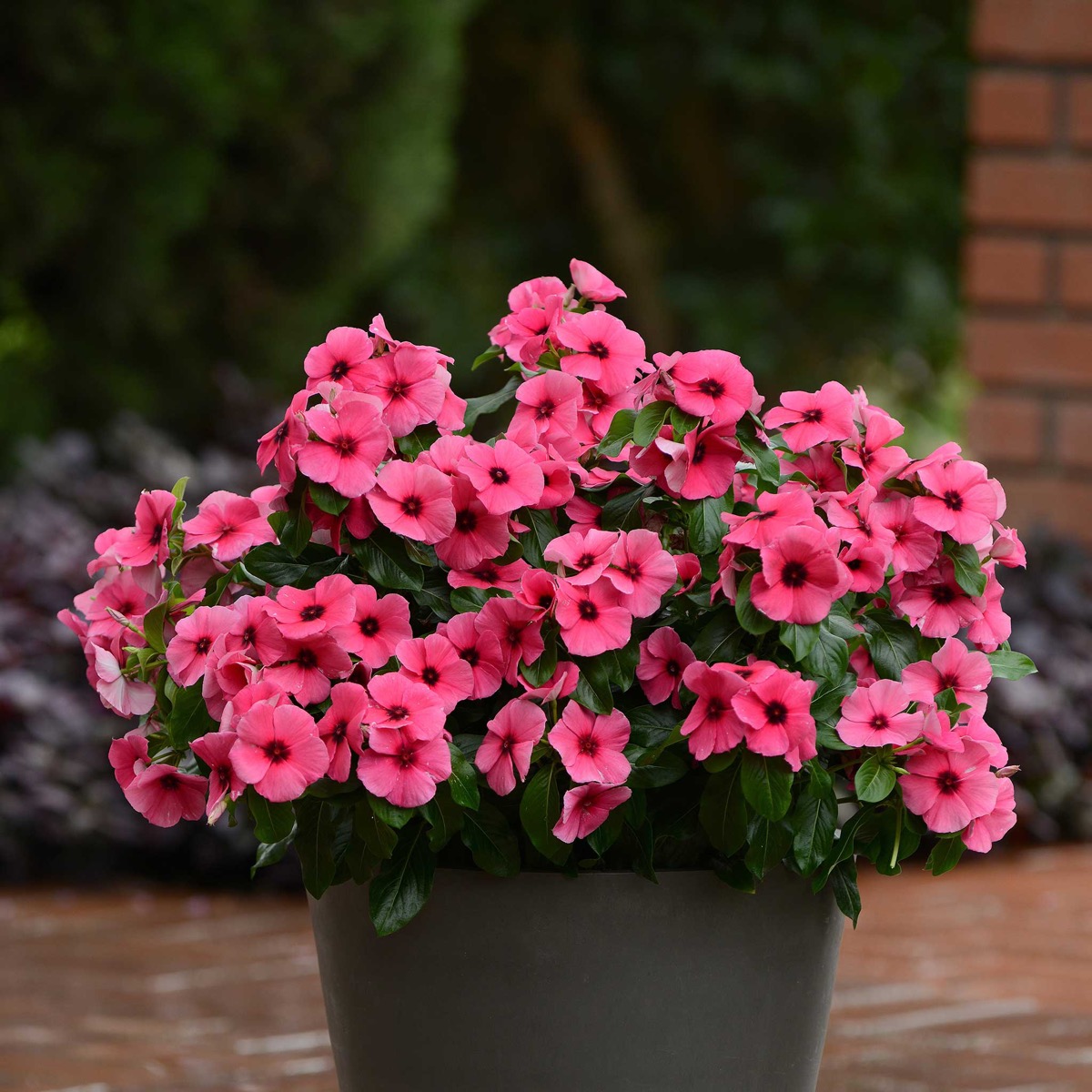 0-38 Vinca Seeds - Tattoo™ Raspberry - Image 1