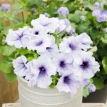 Petunia Seeds - Silver Blue