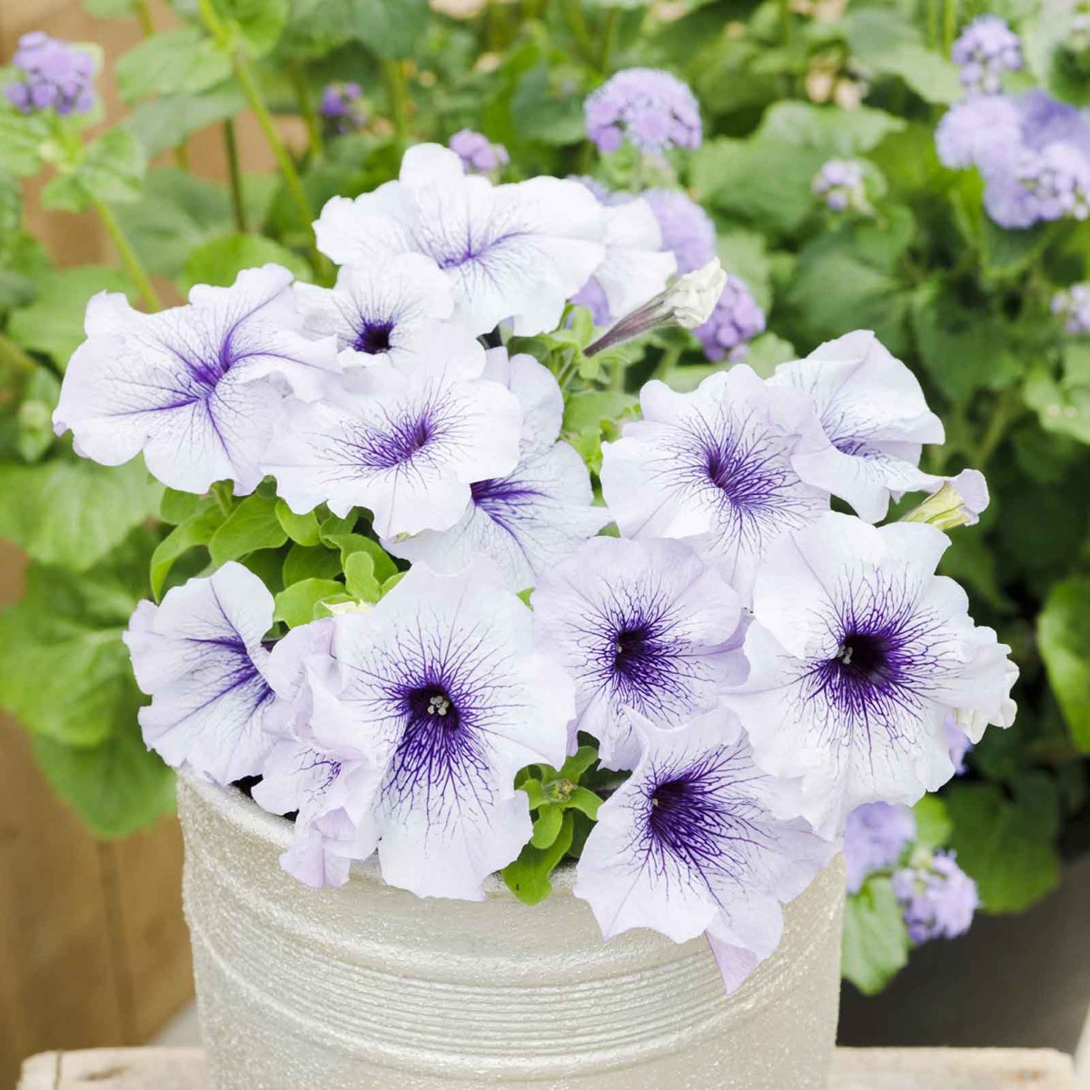 0-4 Petunia Seeds - Silver Blue - Image 1