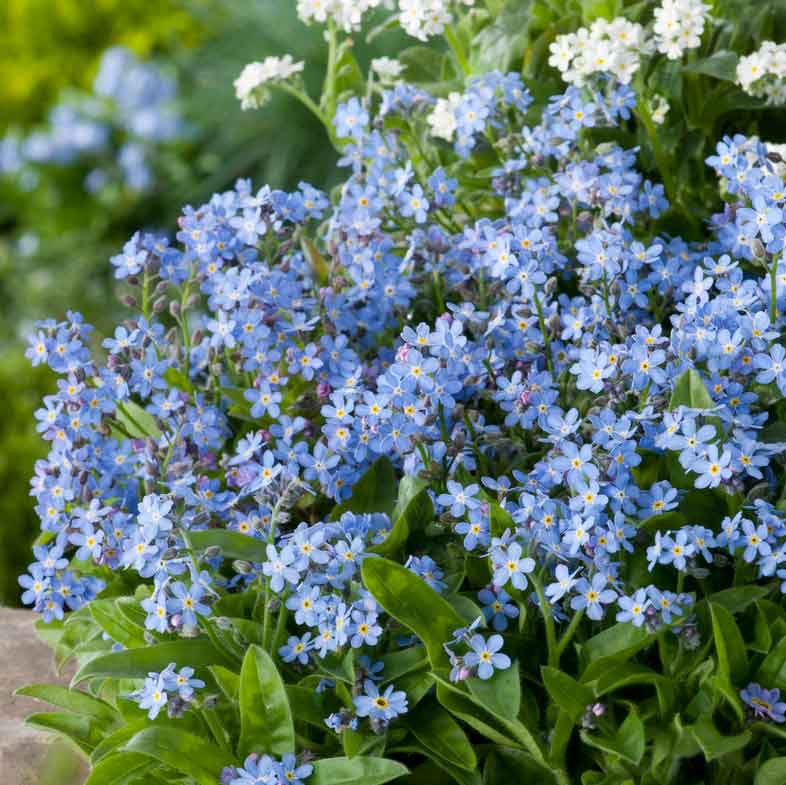 0-40 Forget Me Not Seeds - Blue - Image 1