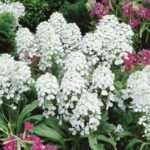 Candytuft Seeds - Empress