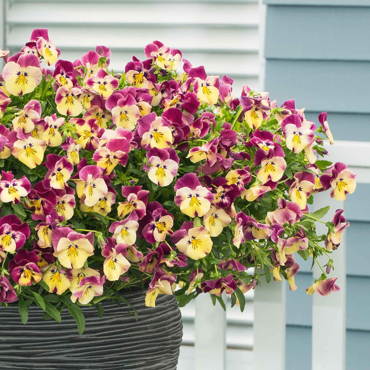 0-42 Pansy Seeds - Cool Wave Strawberry Swirl - Image 1