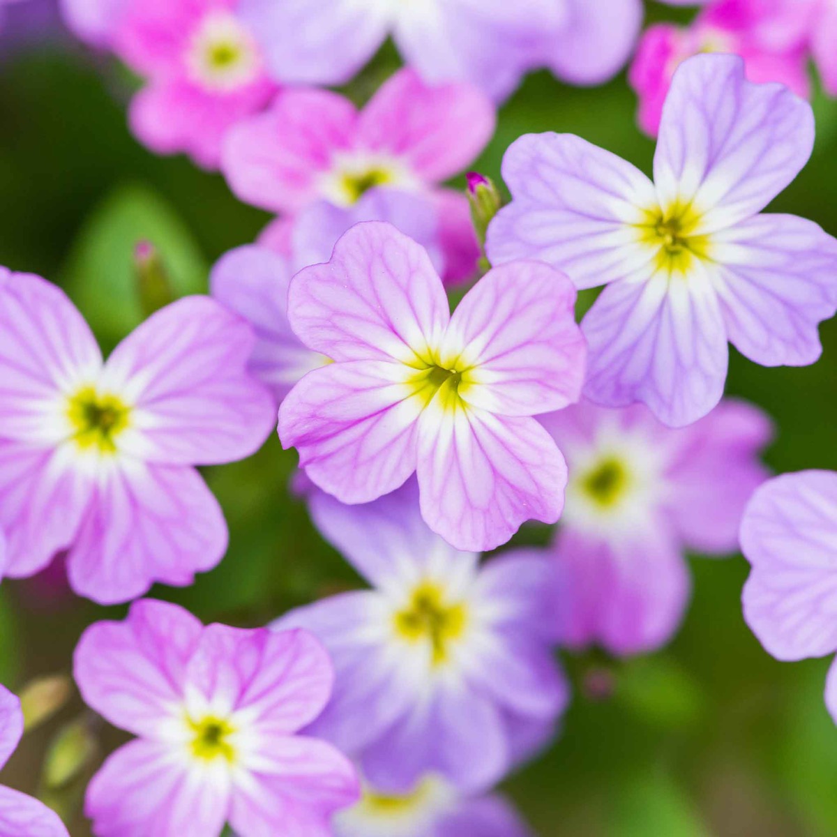 0-44 Virginia Stock Seeds - Image 1