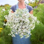 Ageratum Seeds - Dondo White