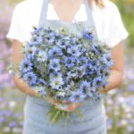 Love in a Mist Seeds - Blue