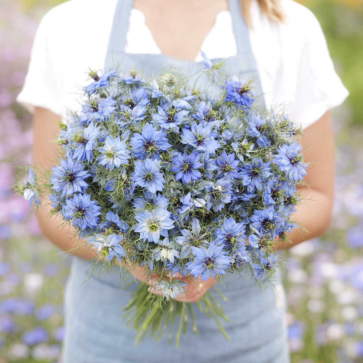 0-47 Love in a Mist Seeds - Blue - Image 1