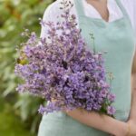Larkspur Seeds - Misty Lavender