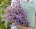 A bouquet of mauve-lavender larkspur 'Misty Lavender' flower spikes held in a gardener's arms