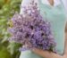 A bouquet of mauve-lavender larkspur 'Misty Lavender' flower spikes held in a gardener's arms