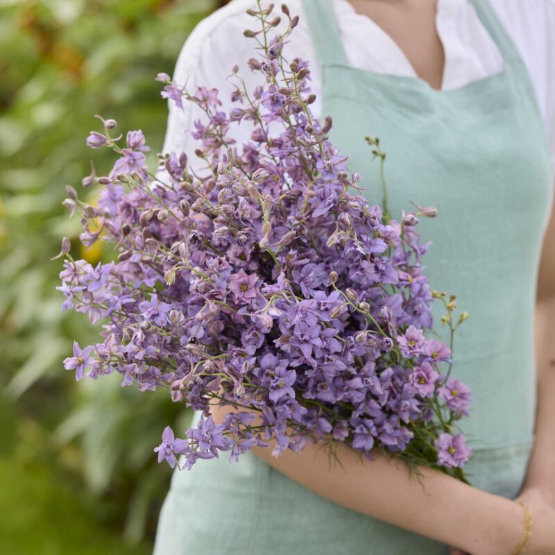 A bouquet of mauve-lavender larkspur 'Misty Lavender' flower spikes held in a gardener's arms