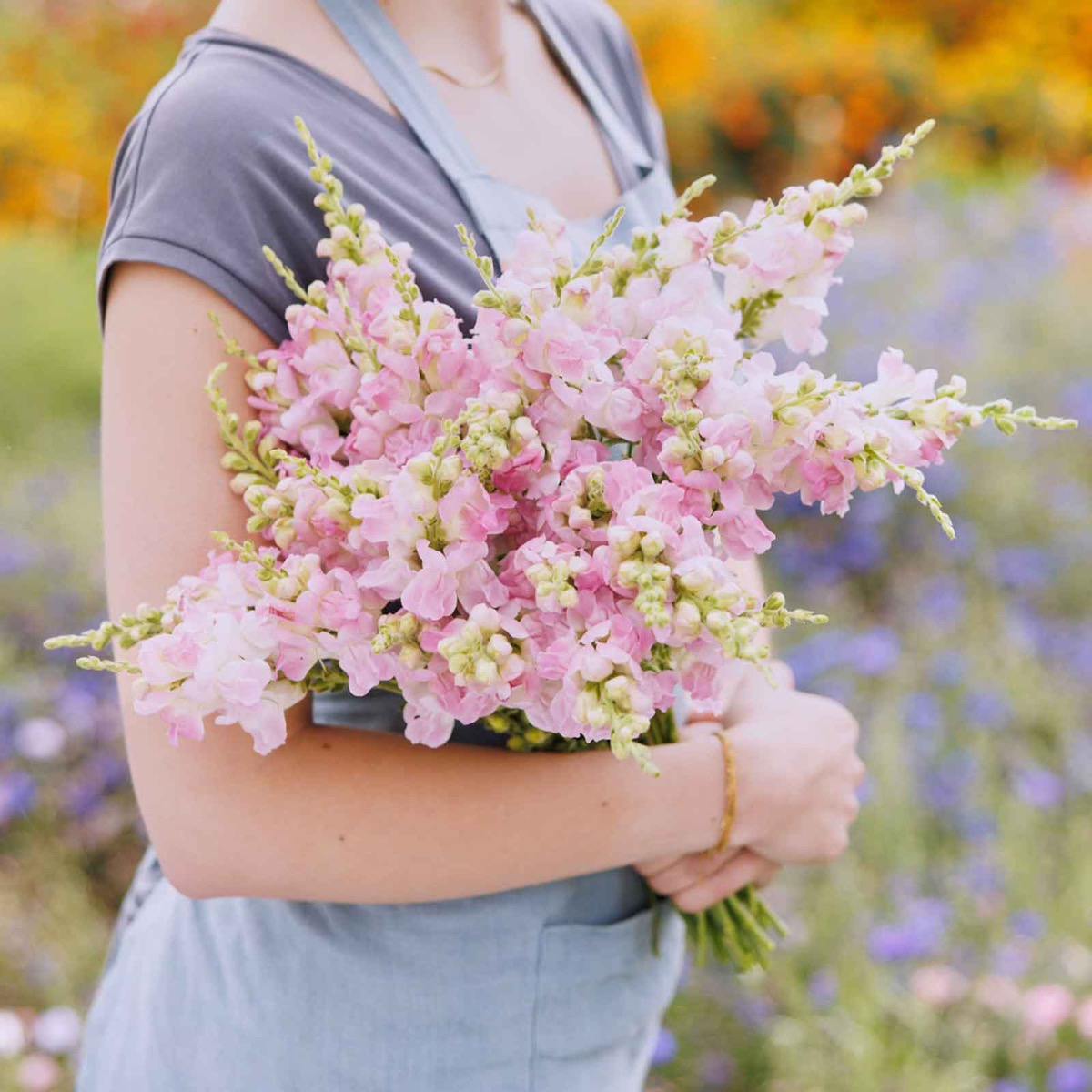 0-5 Snapdragon Seeds - Legend Light Pink - Image 1