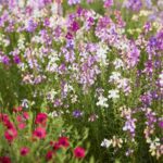 Toadflax / Spurred Snapdragon Seeds