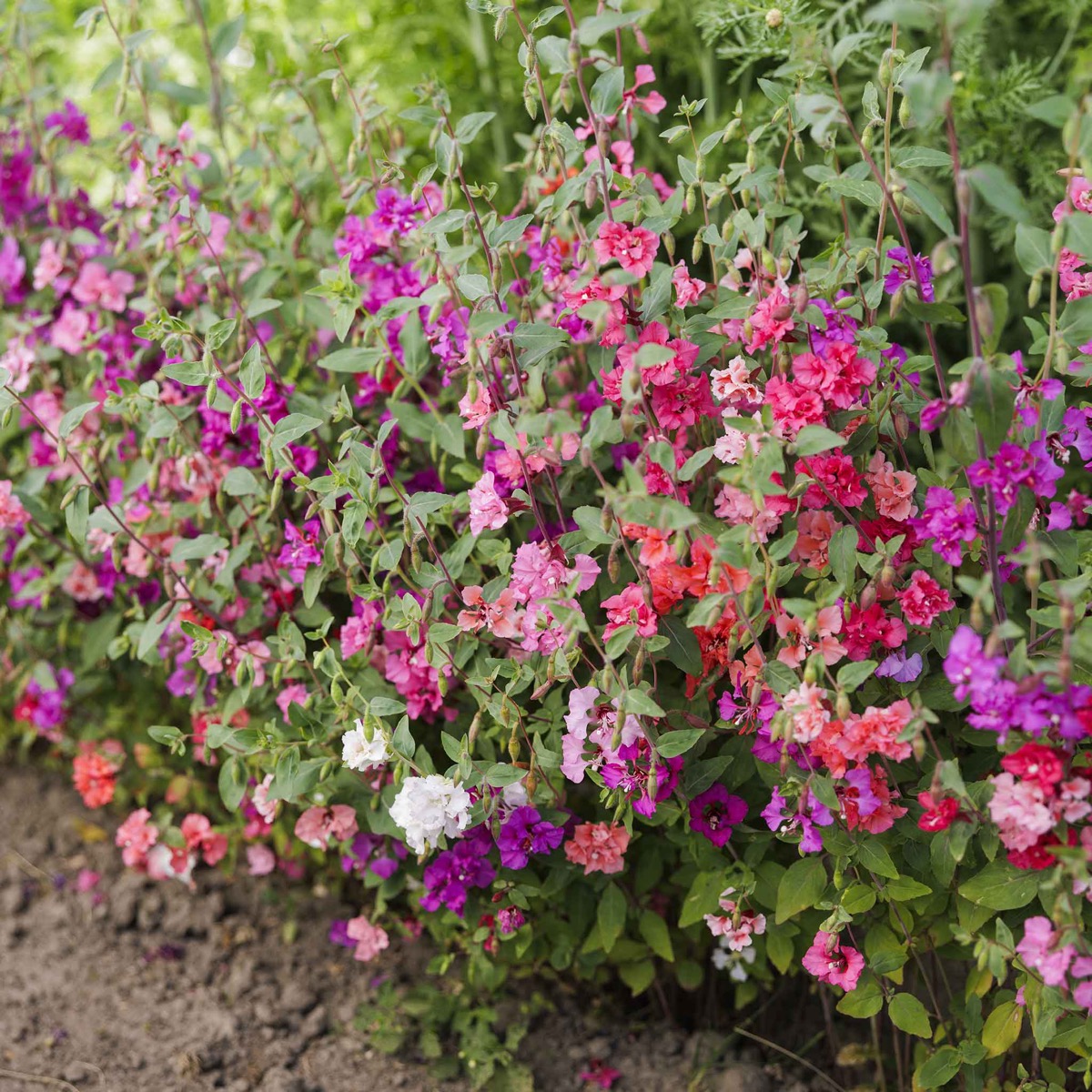 0-51 Clarkia Seeds - Mixed - Image 1
