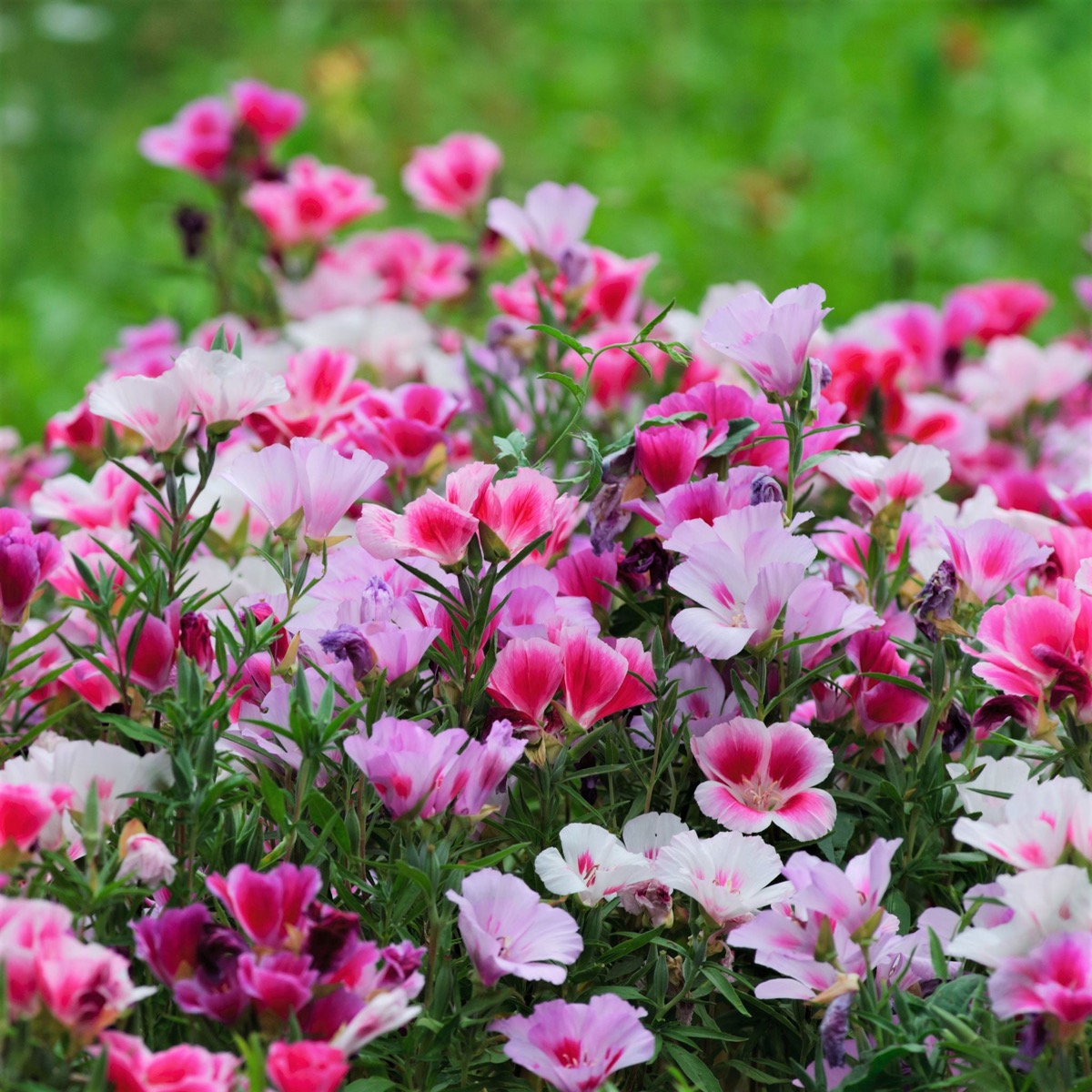 0-52 Godetia / Farewell To Spring Seeds - Image 1